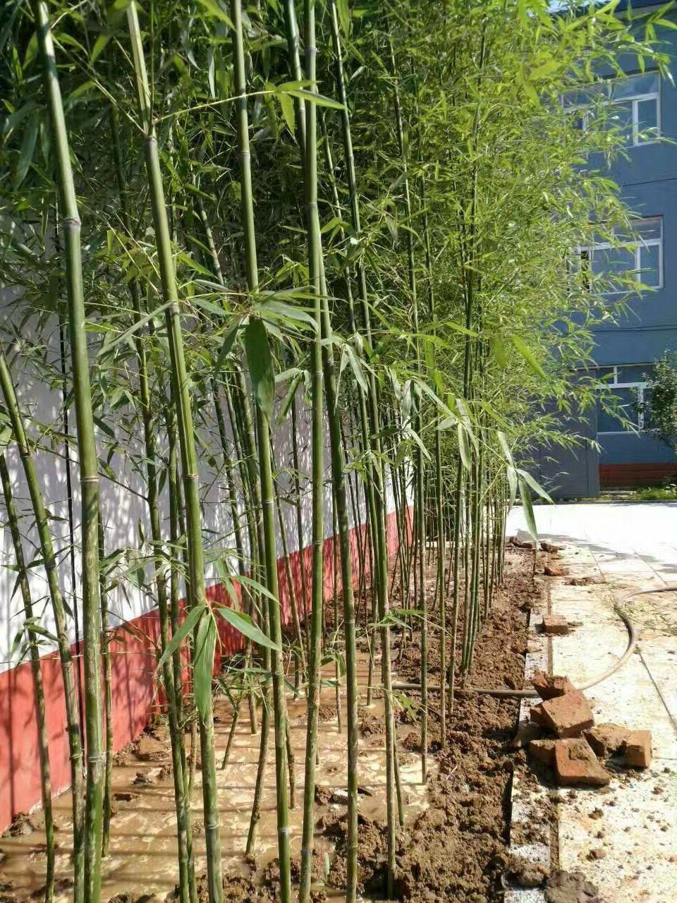 北京园林绿化-北京园林工程-北京景观设计-北京绿植租摆。