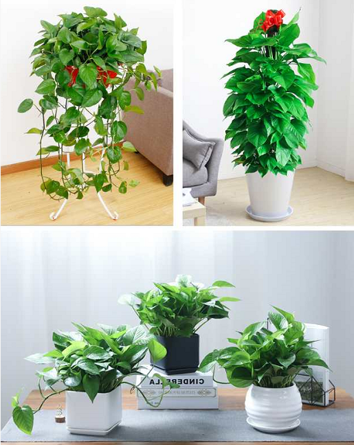 北京绿植租摆公司：什么绿化植物适合放在办公室